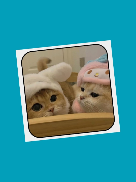 3D наклейка "Котики" на телефон