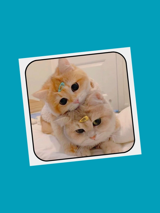 3D наклейка "Котики" на телефон
