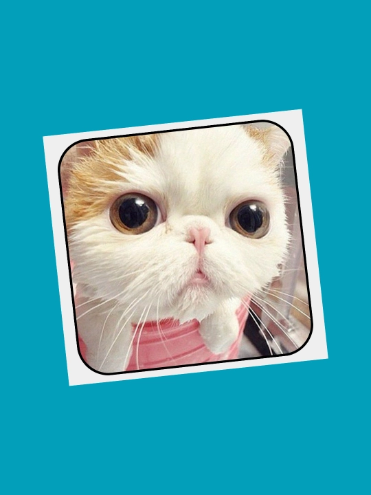 3D наклейка "Котики" на телефон