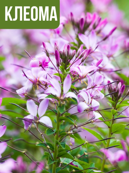 Gul urug‘lari: Koreopsis, Ipomeya, Moychechak, Astra, Verbena, Gvozdika, Georgina