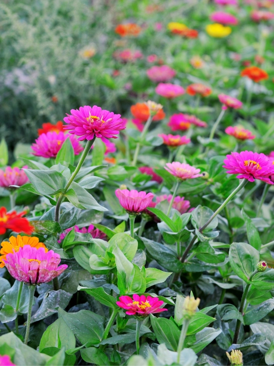 Gul urug‘lari: Koreopsis, Ipomeya, Moychechak, Astra, Verbena, Gvozdika, Georgina