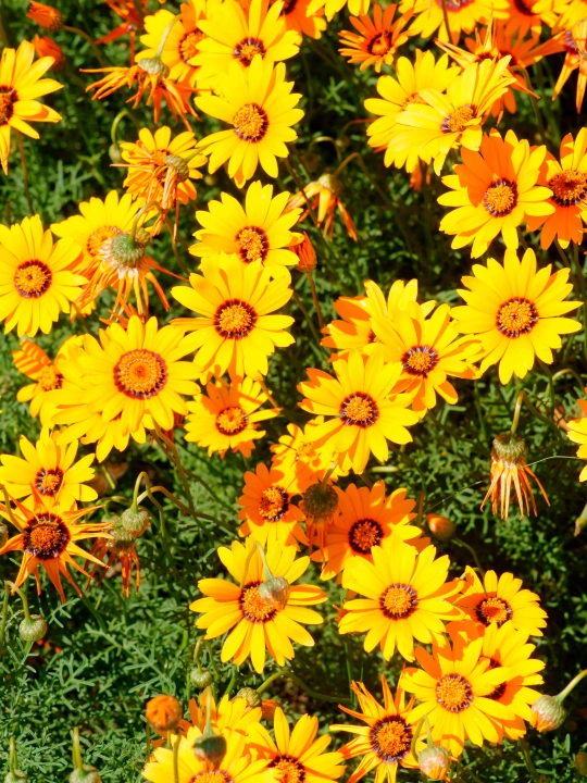 Gul urug‘lari: Koreopsis, Ipomeya, Moychechak, Astra, Verbena, Gvozdika, Georgina