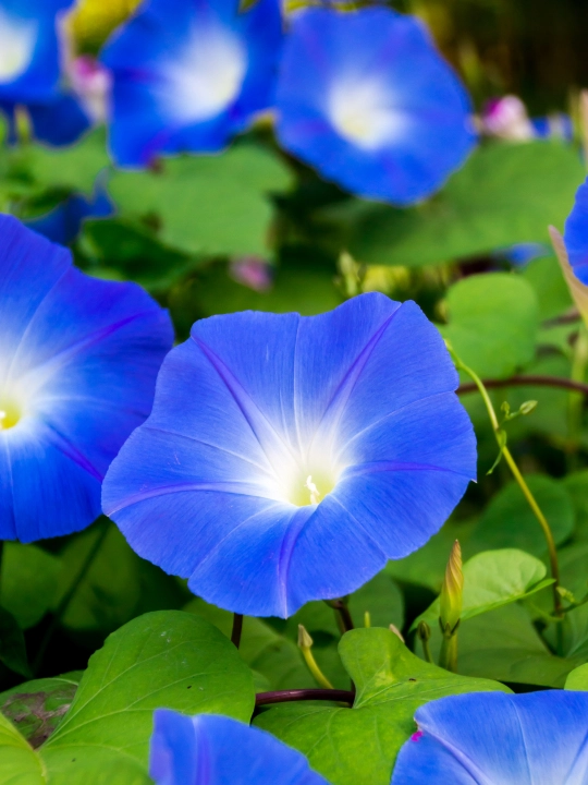 Gul urug‘lari: Koreopsis, Ipomeya, Moychechak, Astra, Verbena, Gvozdika, Georgina