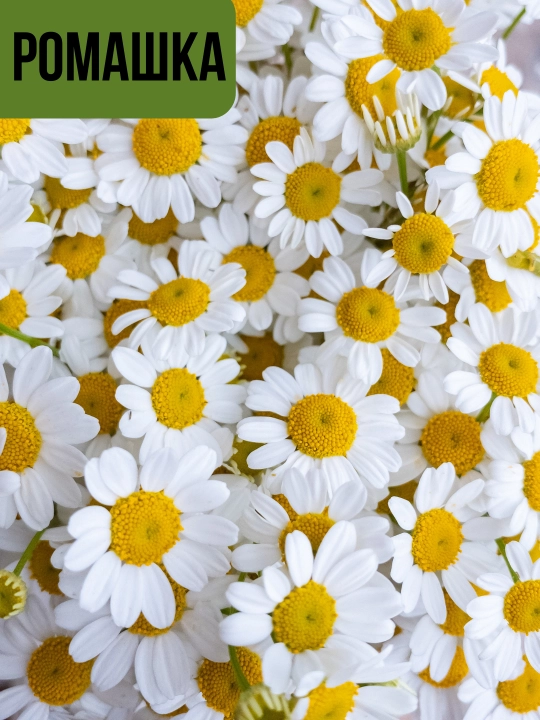 Gul urug‘lari: Koreopsis, Ipomeya, Moychechak, Astra, Verbena, Gvozdika, Georgina