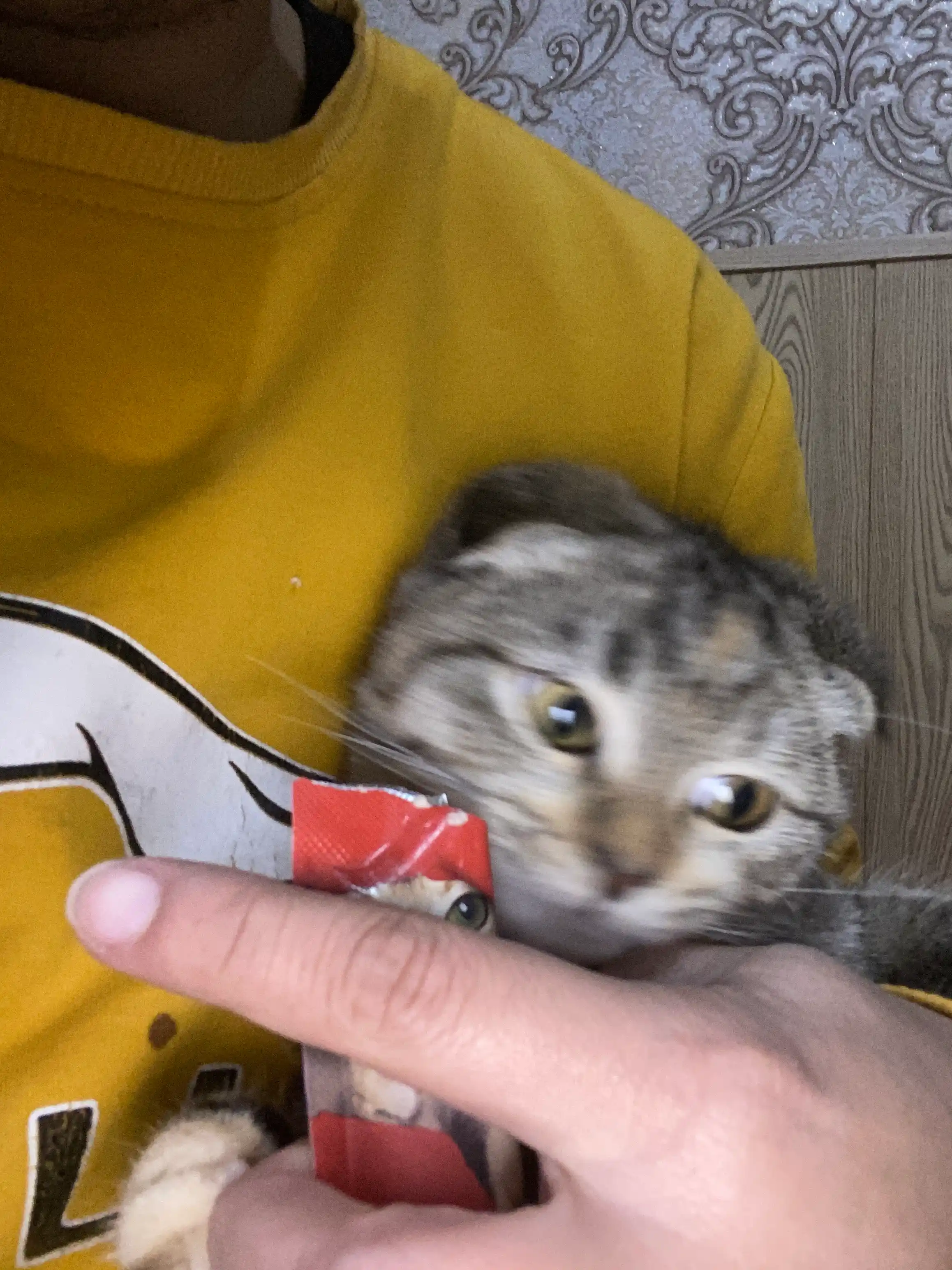 Влажный корм для кошек FAENBEI, с высоким содержанием белка, 1/60 шт