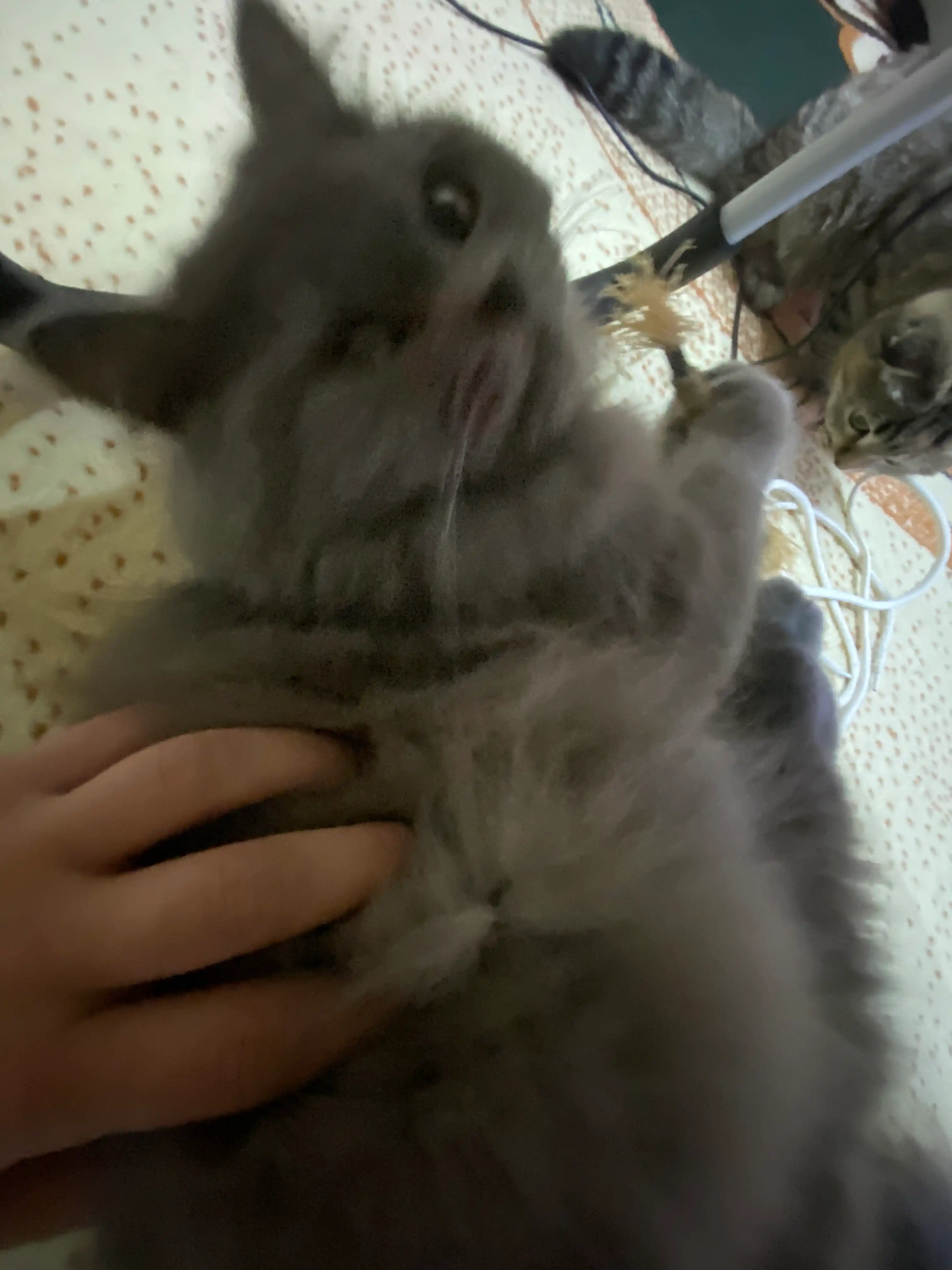 Кошачья мята для кошек, палочка