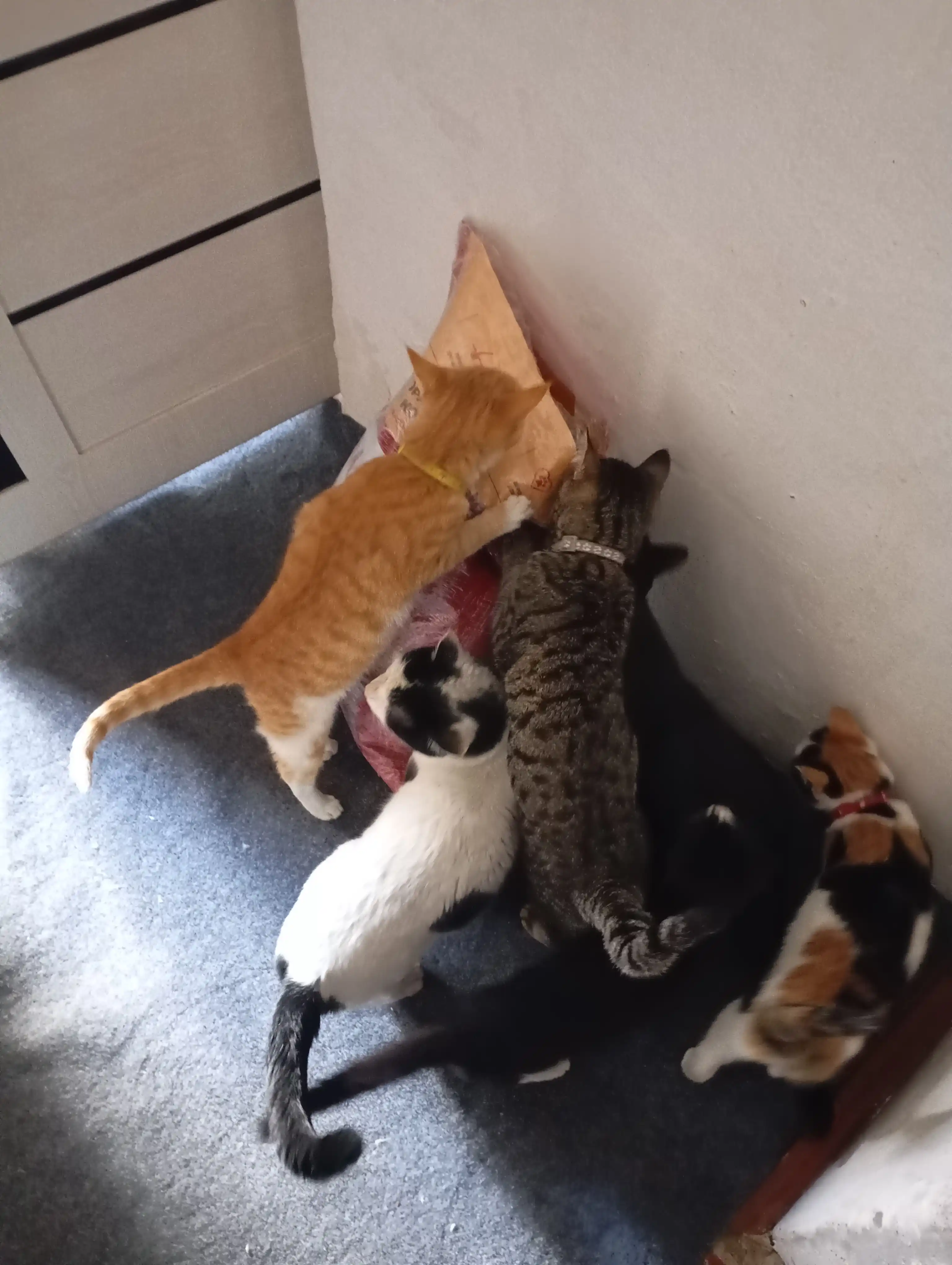 Myaу mushuklar uchun quruq yem, go‘sht va sabzavotlar bilan, 11 kg