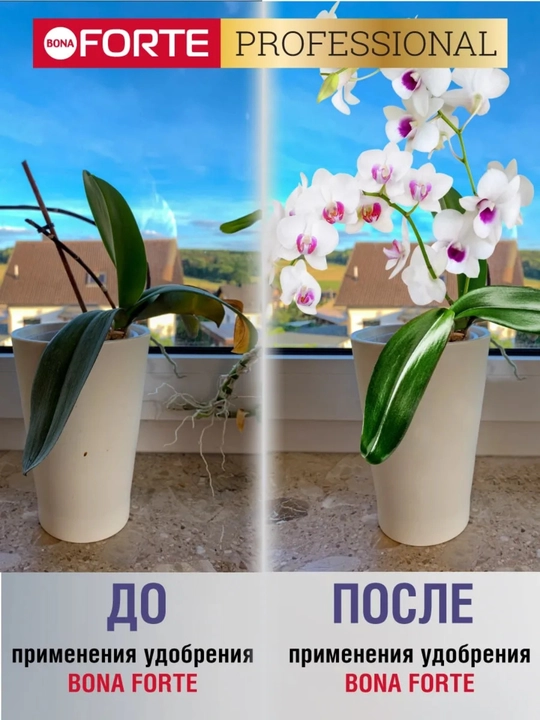 Bona Forte «Здоровье» для орхидей — укрепляет иммунитет