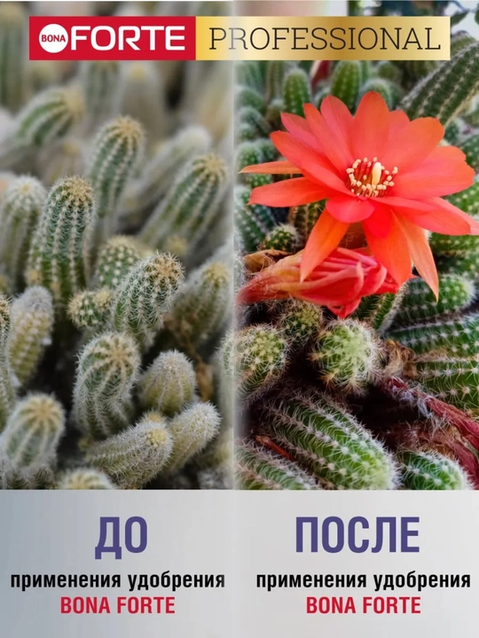 Удобрение Bona Forte для кактусов (жидкое, концентрат), 285 мл
