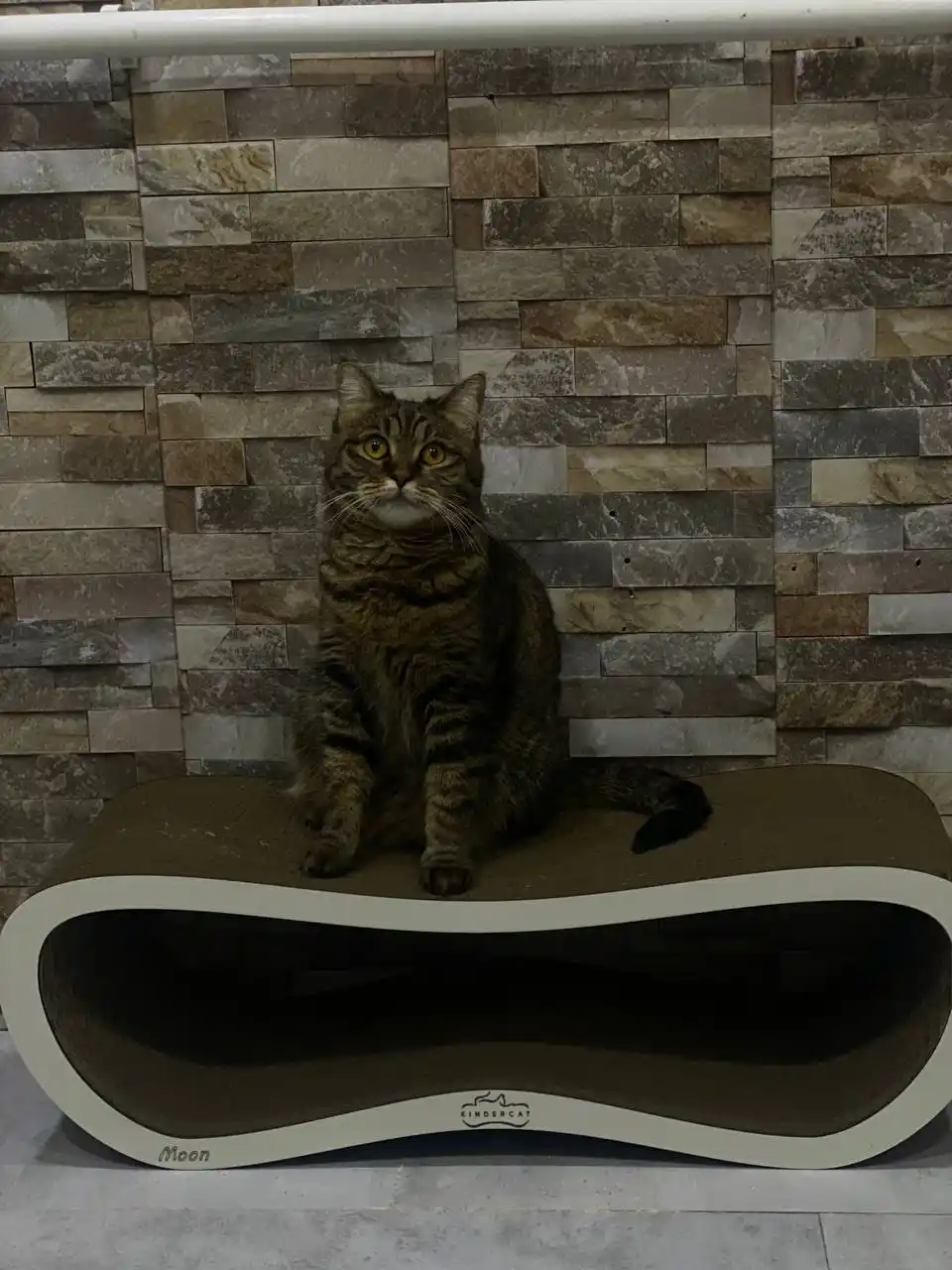 Tirnash ustuni, KinderCat Moon, mushuklar uchun