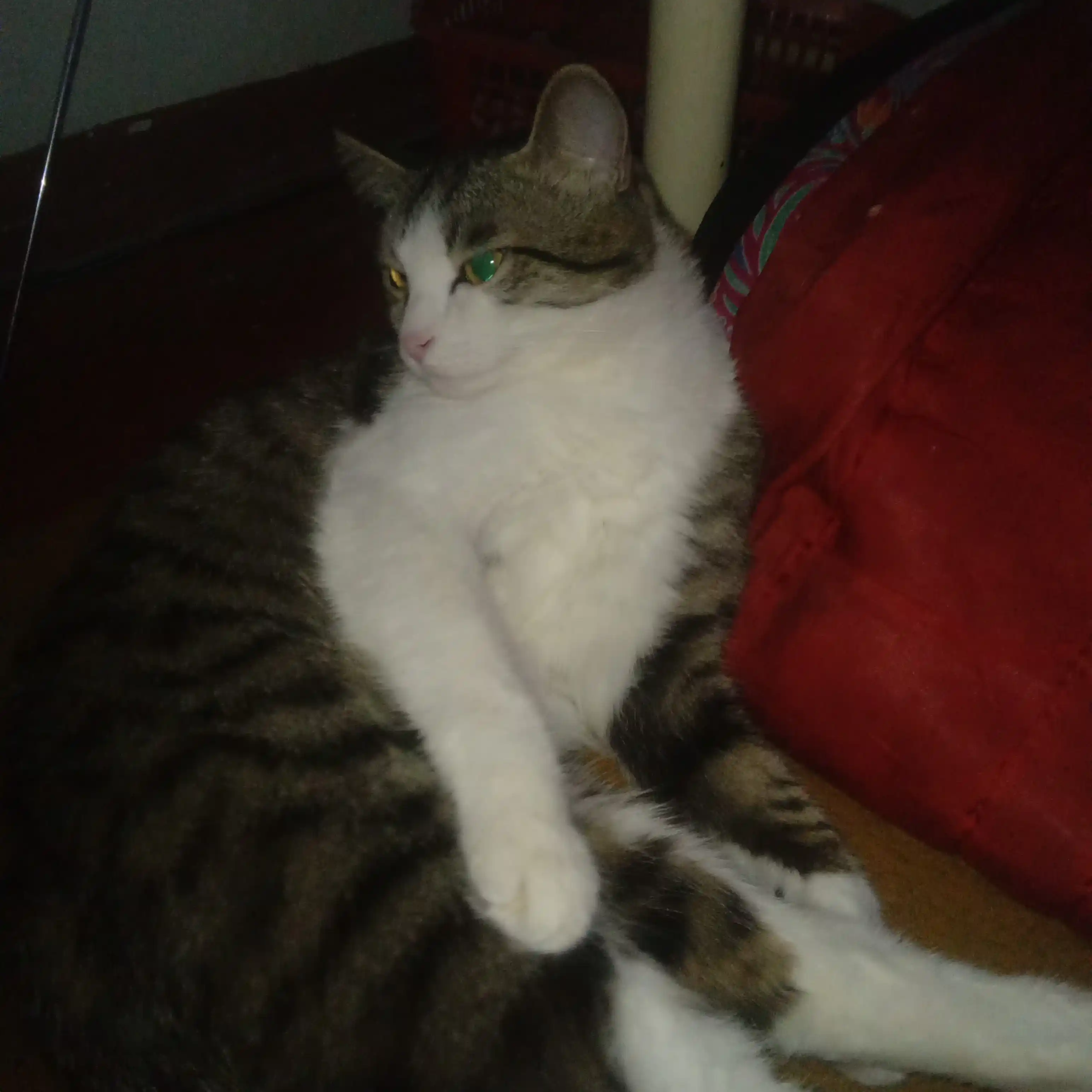 Paw Picks mushuklar uchun quruq yem, baliq bilan 10 kg