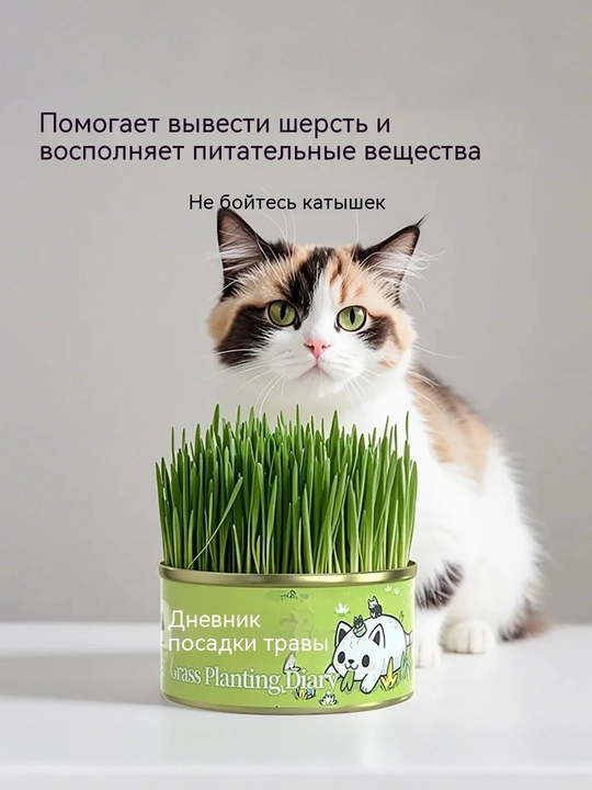 Кошачья трава 3 банки, растёт после полива