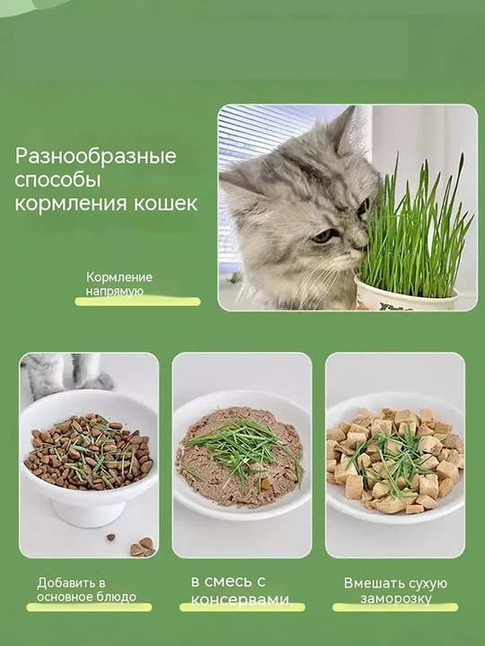 Кошачья трава 3 банки, растёт после полива