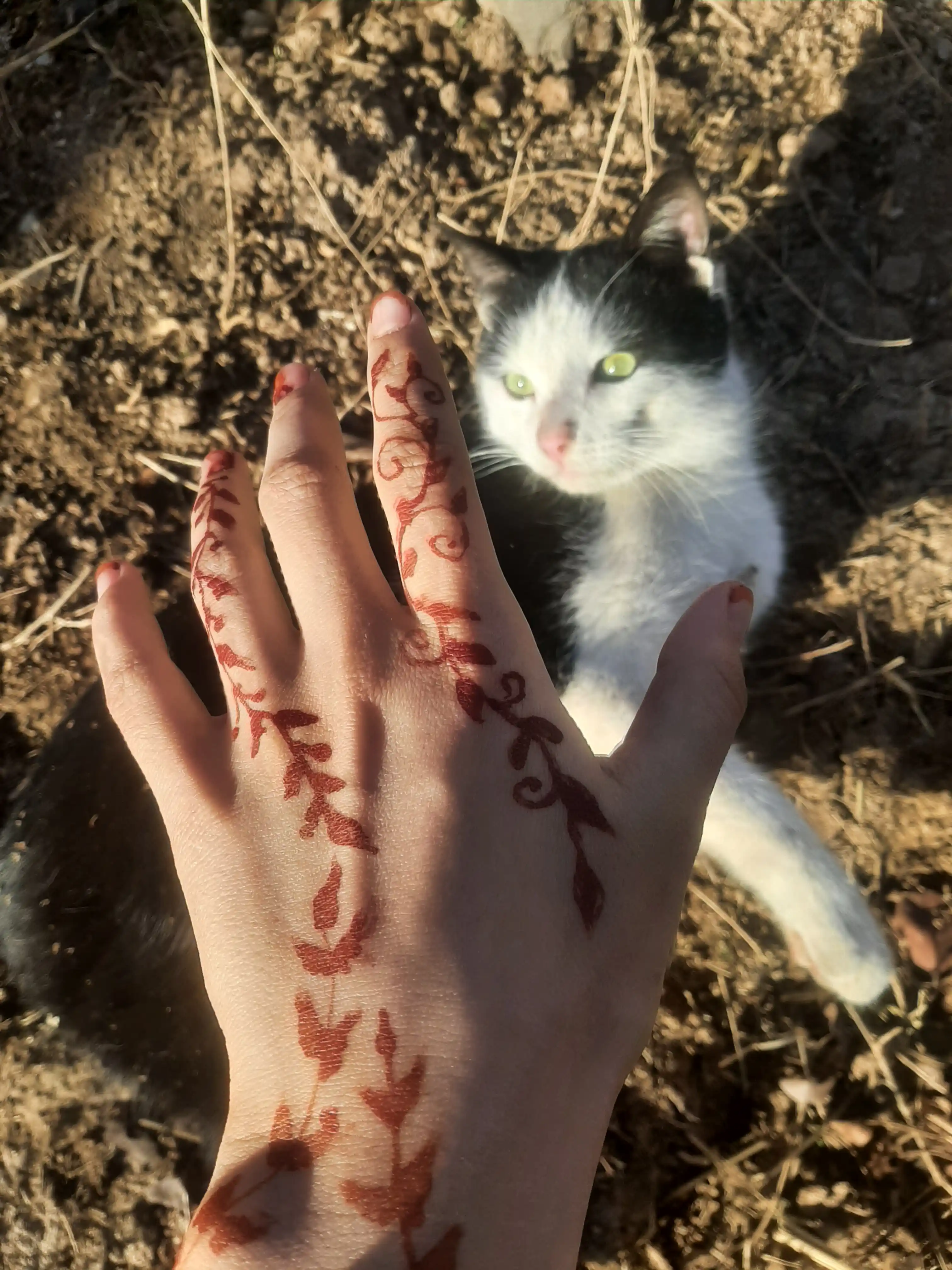 Qo'llar va tirnoqlar uchun xina, vaqtinchalik, tabiiy hind