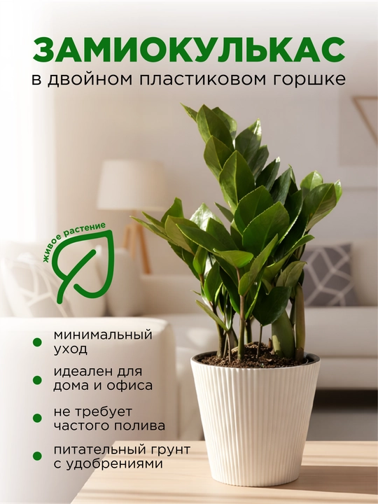 Замиокулькас, живое растение, в двойном пластиковом горшке - 