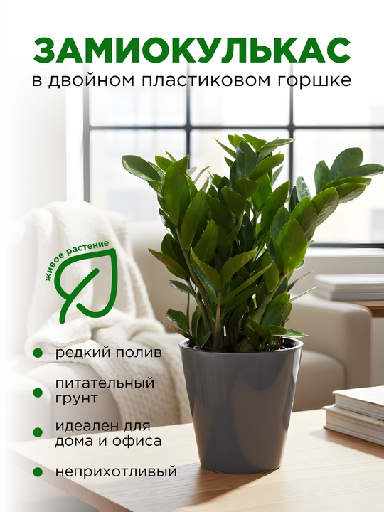 Замиокулькас, живое растение, в двойном пластиковом горшке - 