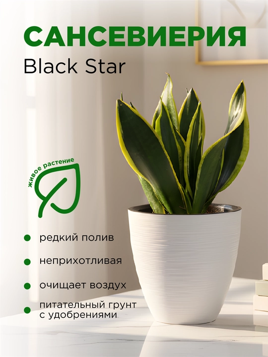 Сансевиерия, растение очищающее воздух - 