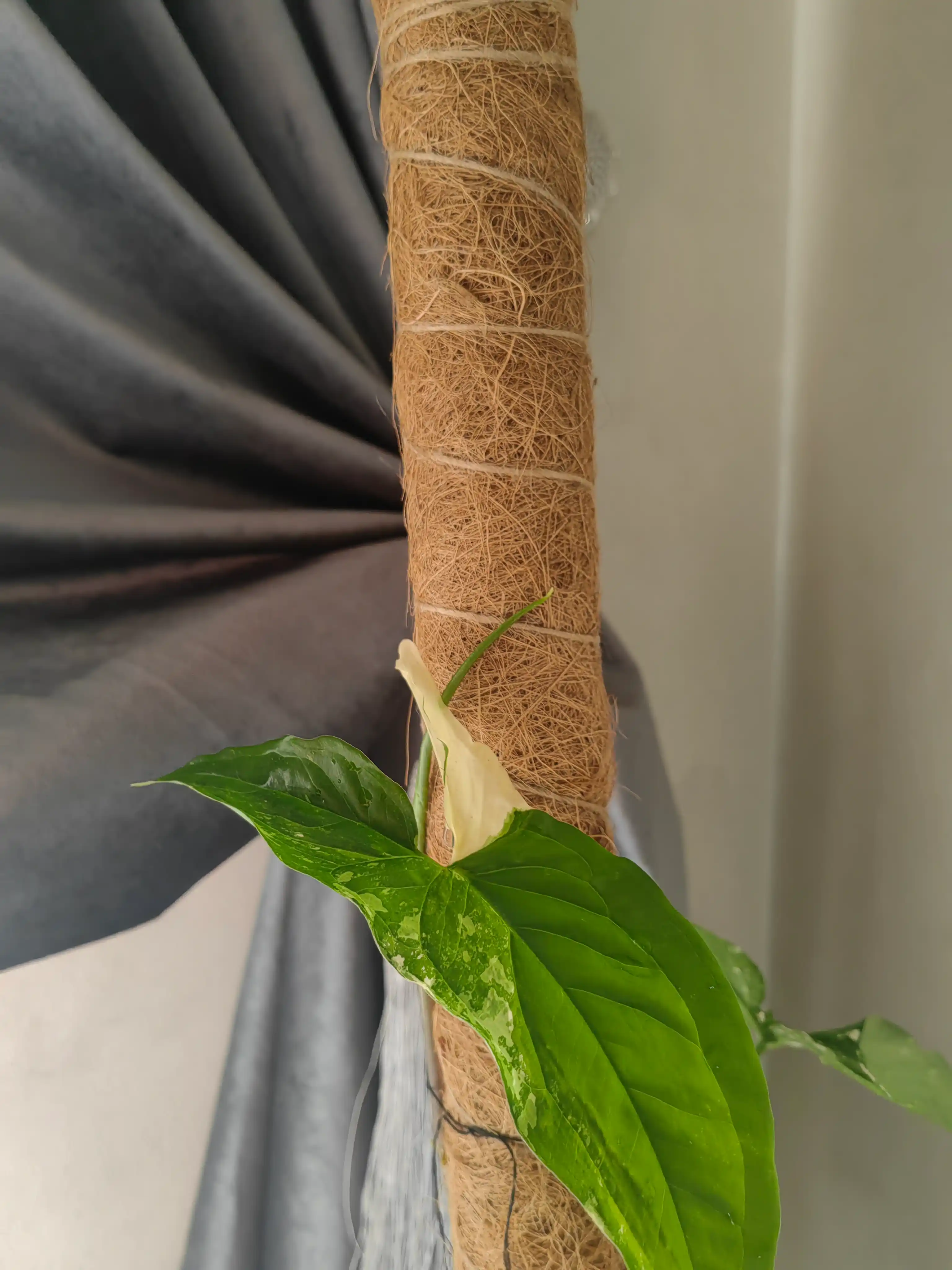 Kokosli tayanch
