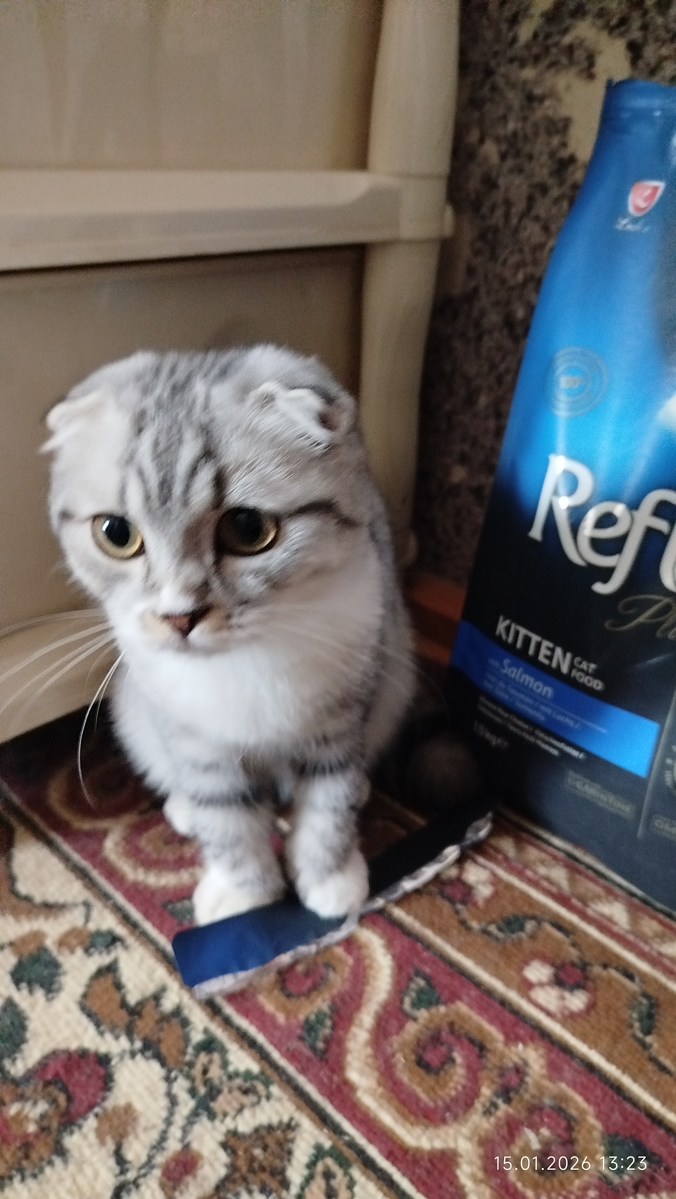 Reflex Plus Kitten Salmon quruq mushukchalarga moljallangan lososli ozuqa, 1.5 kg