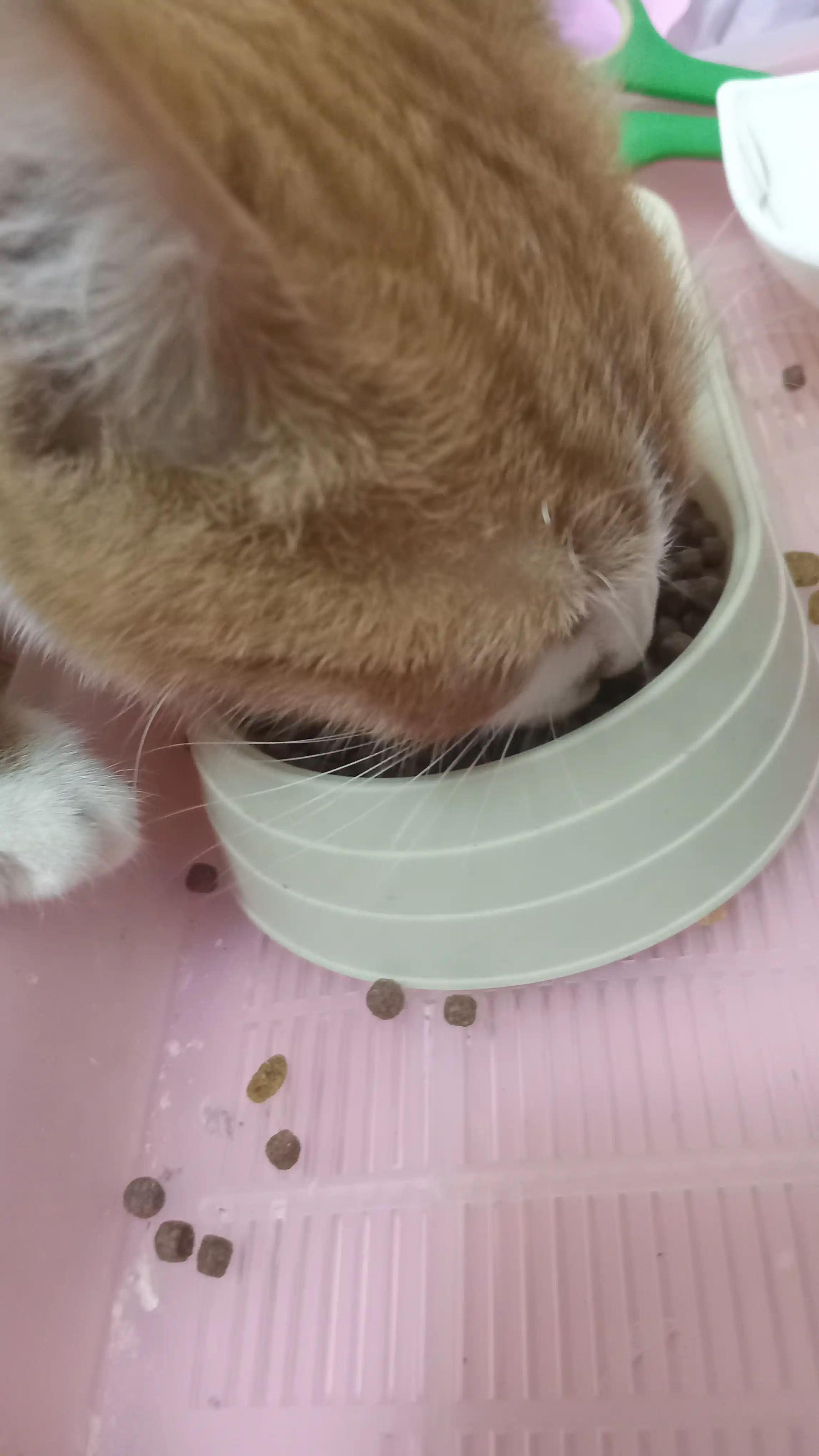 Сухой корм для котят с говядиной Winny , 2кг,10кг, (1-12 месяцев)