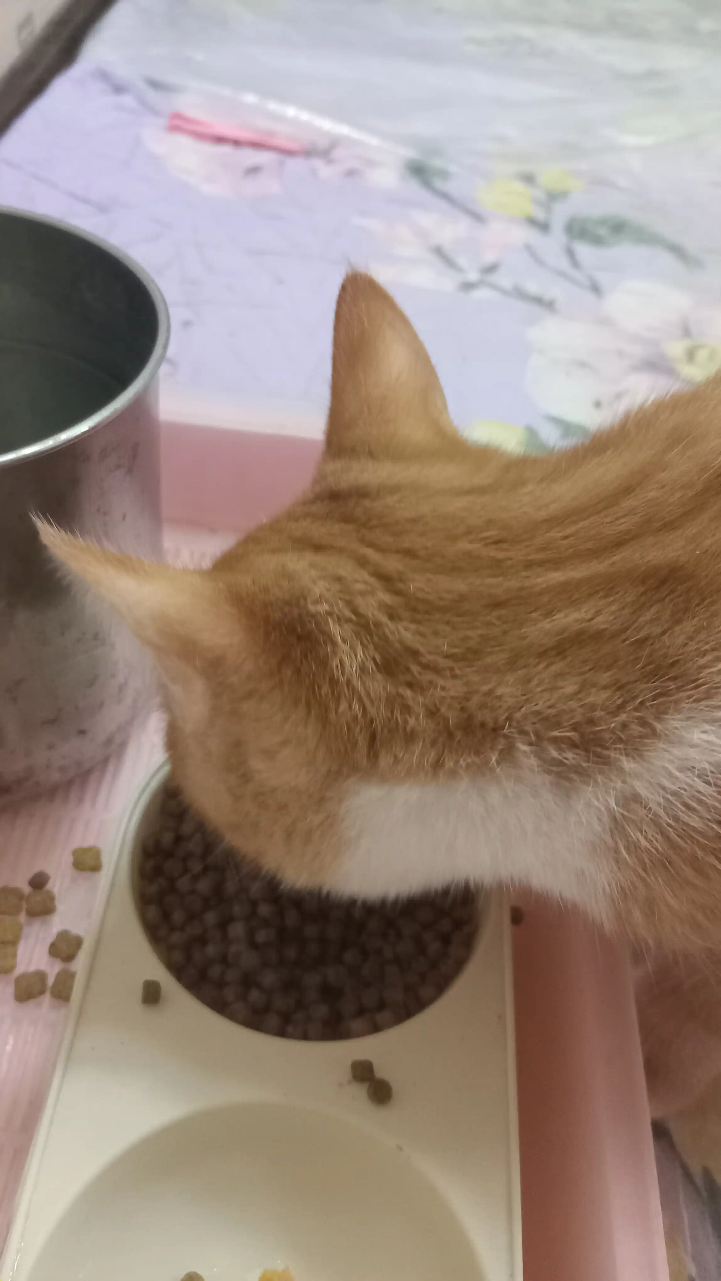 Сухой корм для котят с говядиной Winny , 2кг,10кг, (1-12 месяцев)