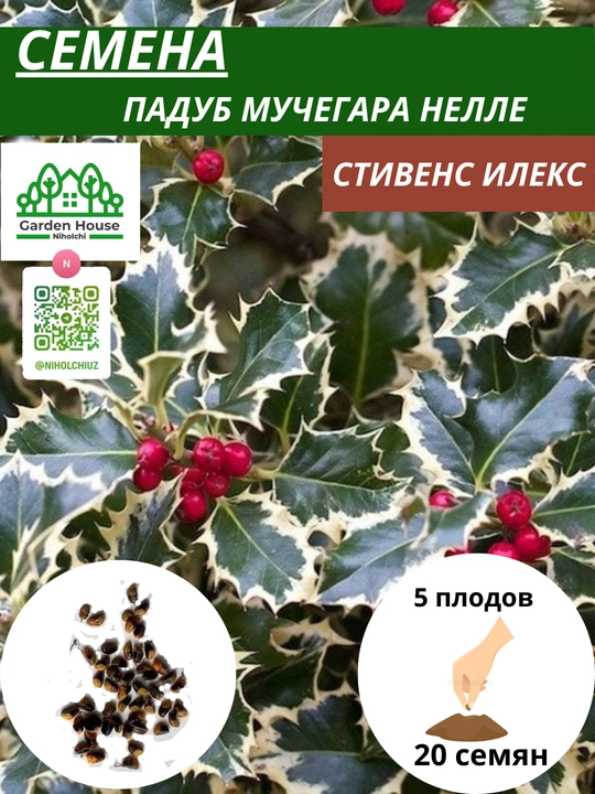 Семена Падуб мучегара Нелле, Стивенс Илекс, 20 шт - 