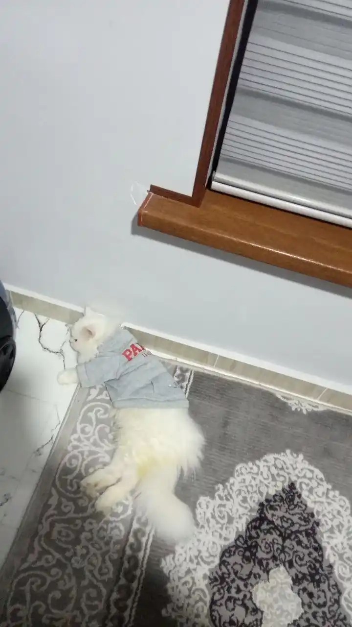 Теплое худи для собак и кошек