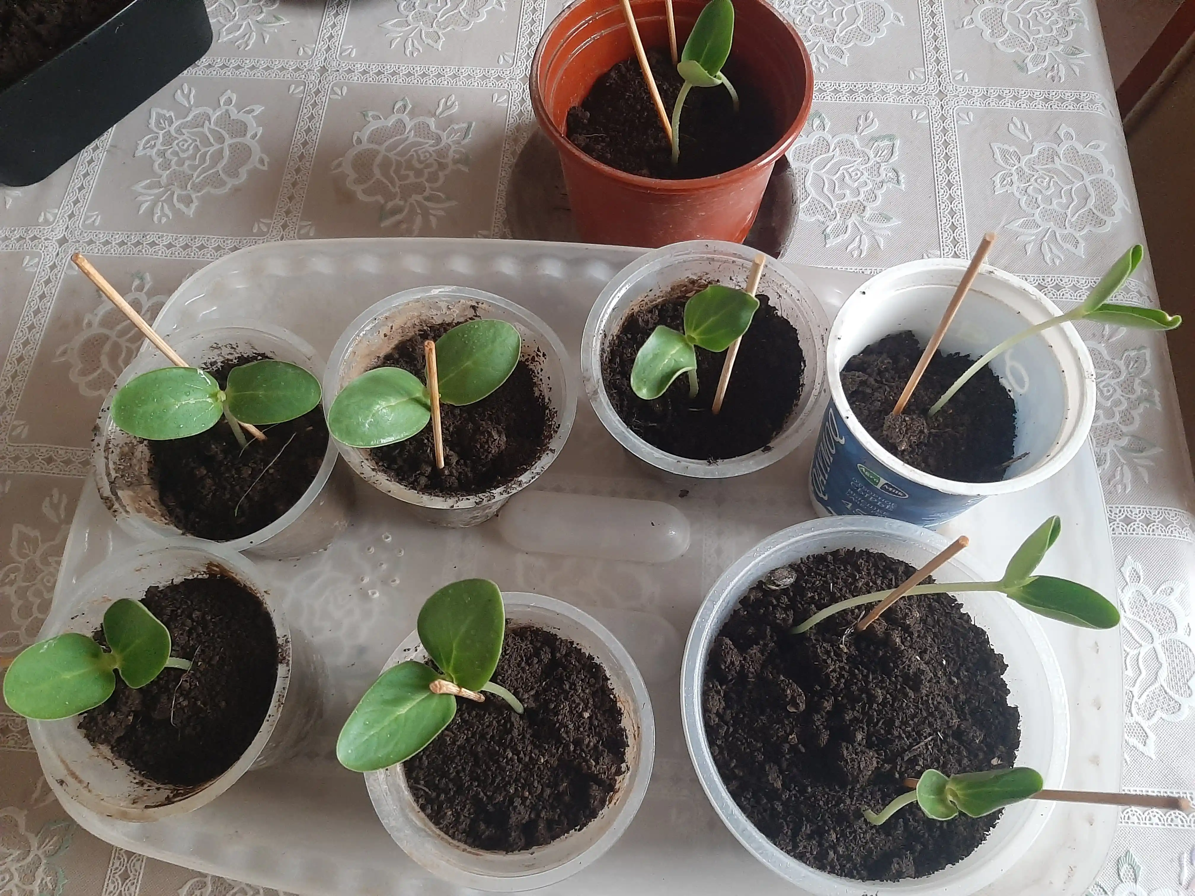 Lyuff mochalkasining urug‘lari, 15 dona