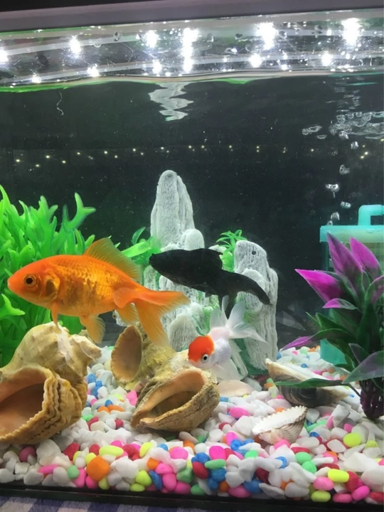 Akvarium, manzara va gulzorlarni bezash uchun tosh, rangli toshlar