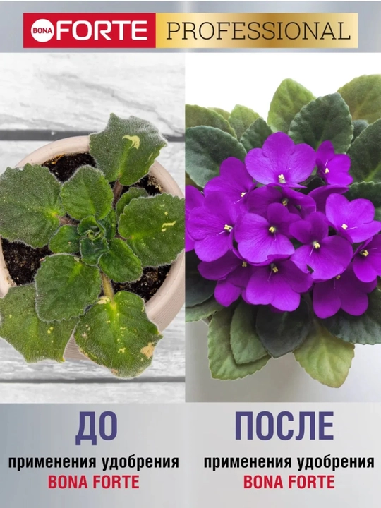 Binafsha va begoniya uchun Bona Forte "Salomatlik" seriyali o‘g‘it, 285 ml