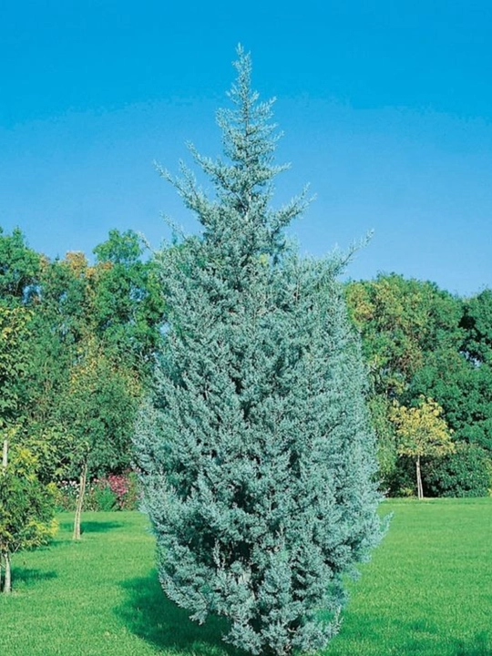 Семена Кипарис аризонский 30 шт (Cupressus arizonica)