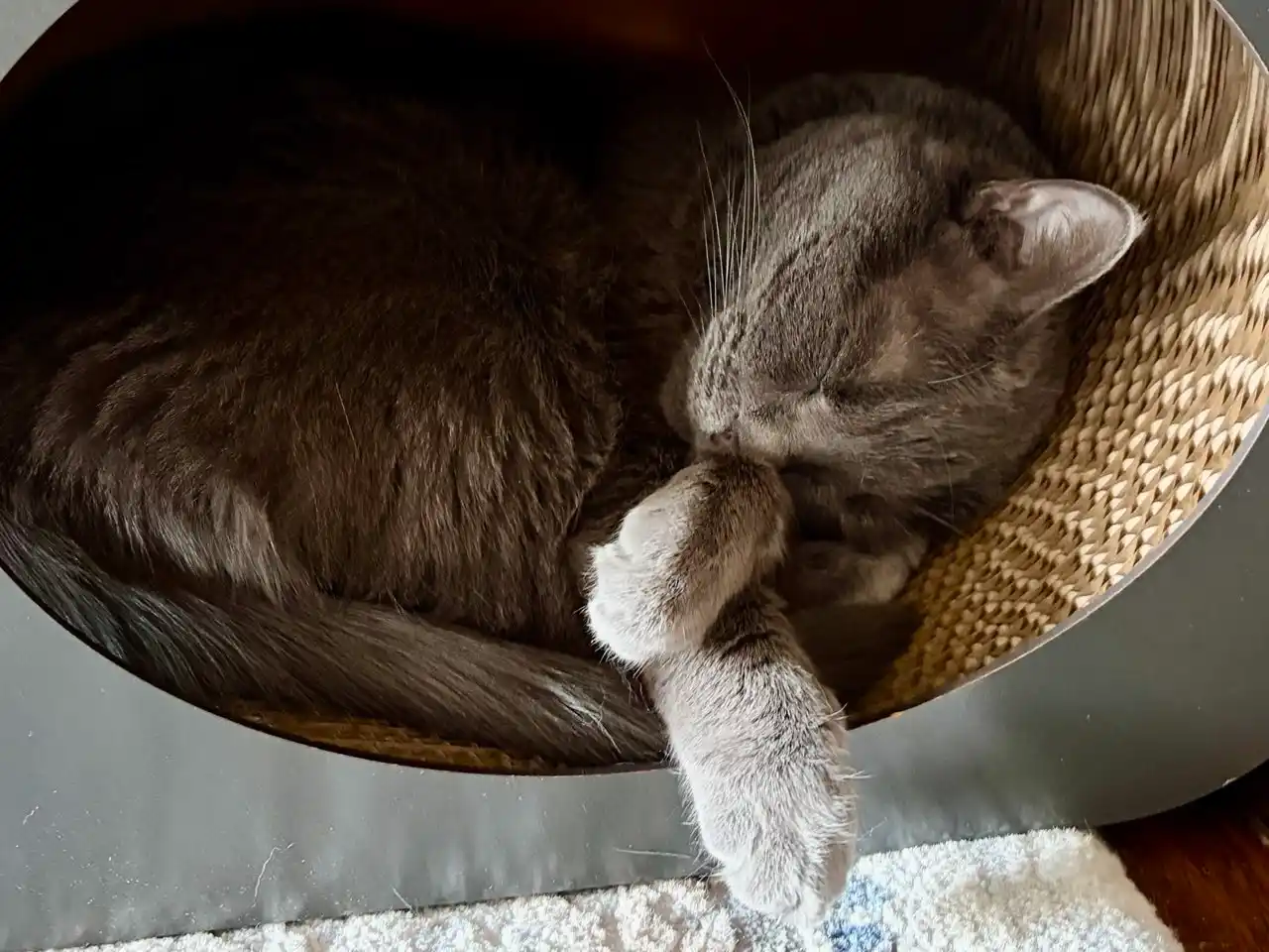 Karton tirnash ustuni 3 tasii 1 da Home Qora KinderCat , mushuklar uchun