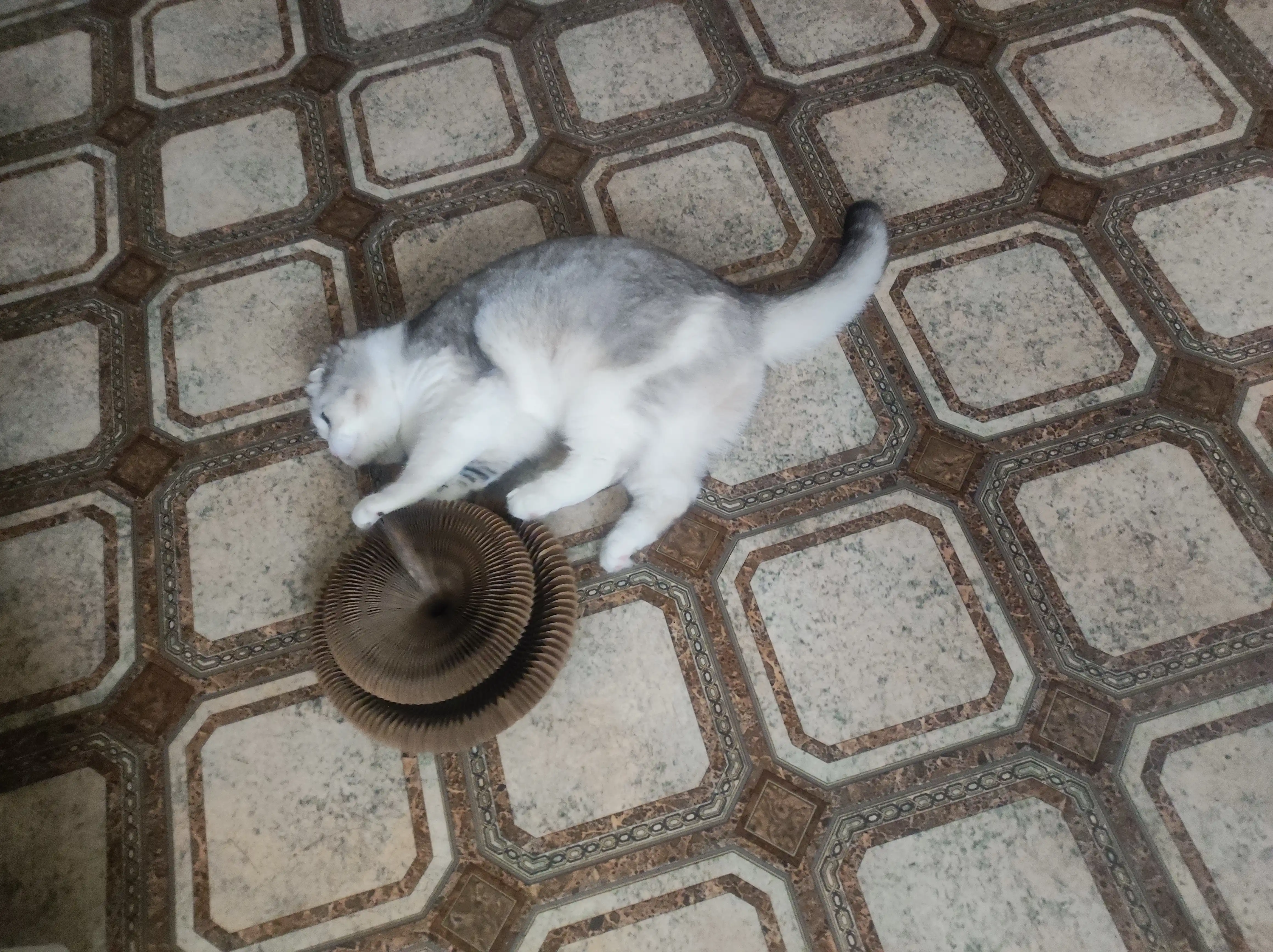 Когтеточка для кошек с мятой и мячиком