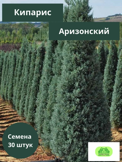 Семена Кипарис аризонский 30 шт (Cupressus arizonica) — KALICOM-КИПАРИС