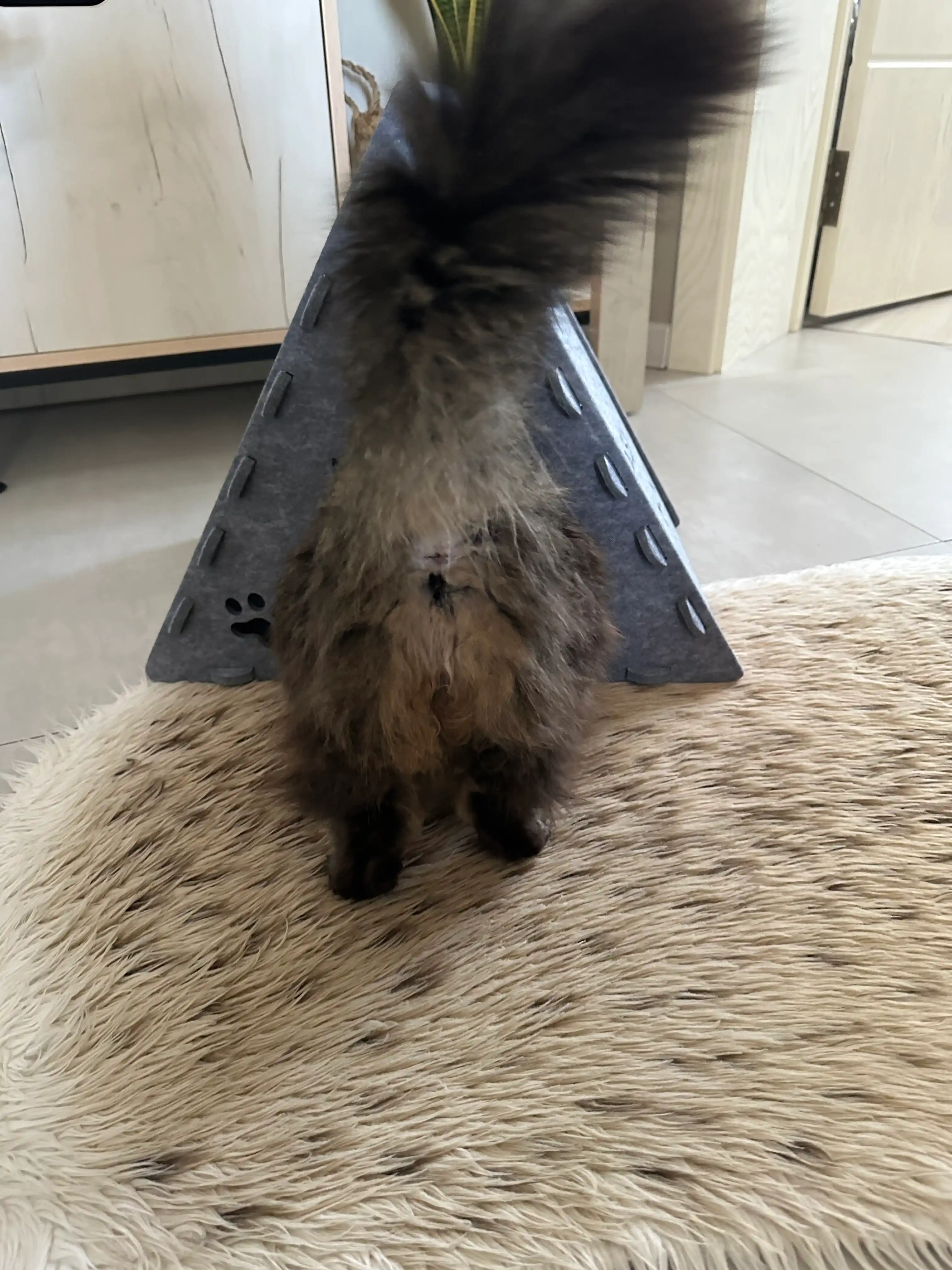 Кошачий дом