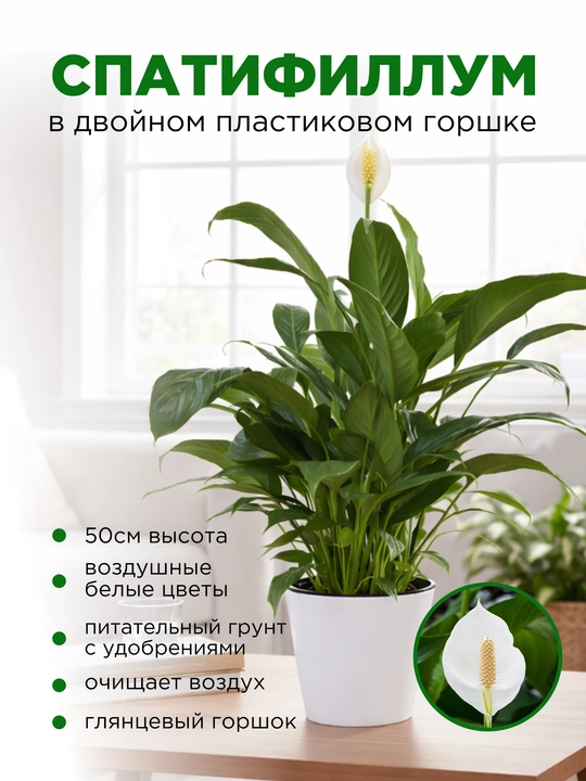 Спатифиллум женское счастье, с белыми цветами, в двойном пластиковом горшке - 