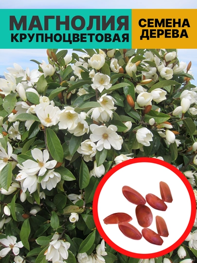 Магнолия крупноцветковая, морозостойкая, декоративное дерево, медонос — KALICOM-МАНОЛКУ