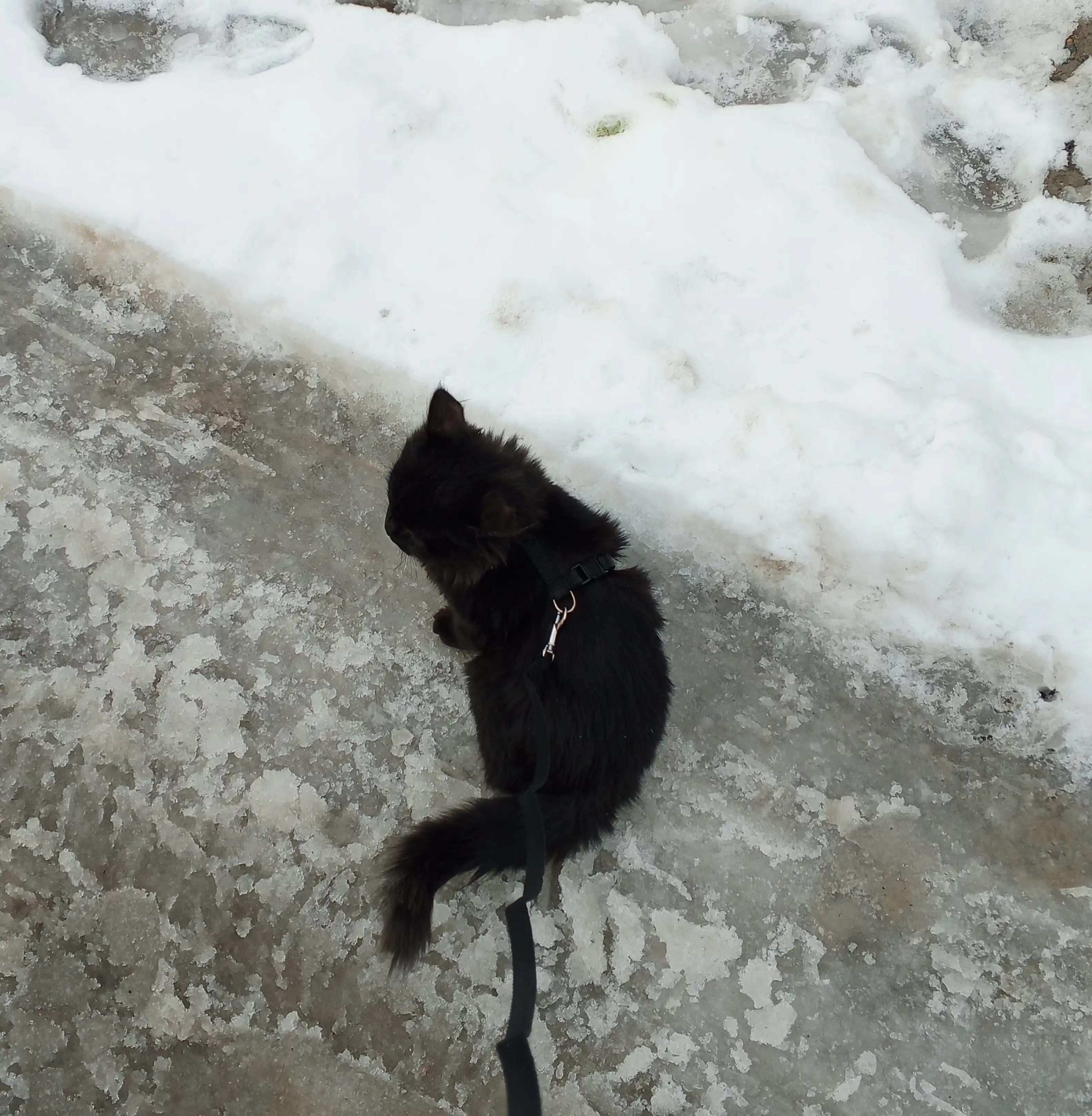 Шлейка для кошек