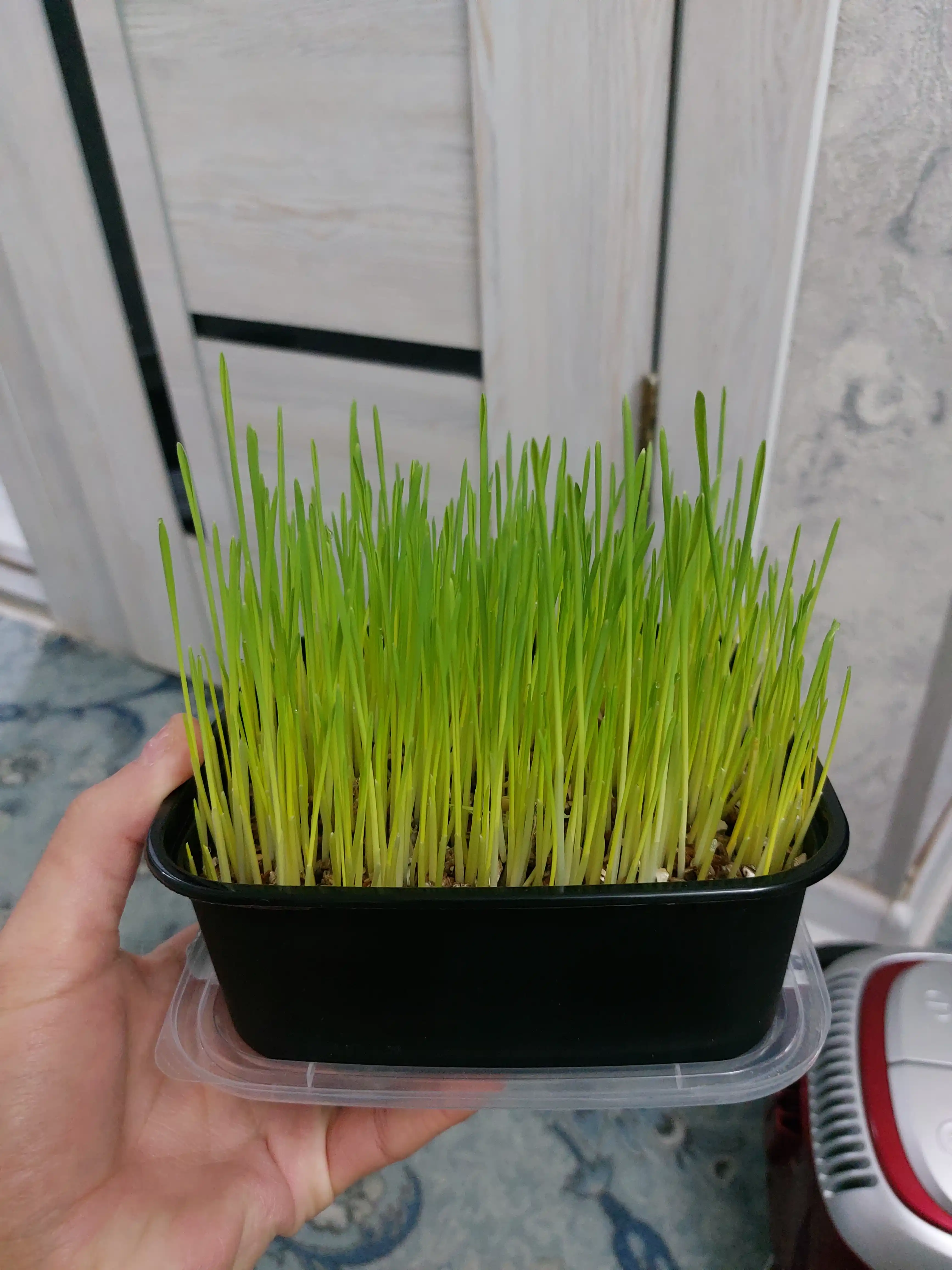 Smart Pets mushuk o'ti – yung g'uddalarini chiqaradi, ko'kat yetishtirish to‘plami, 130 g