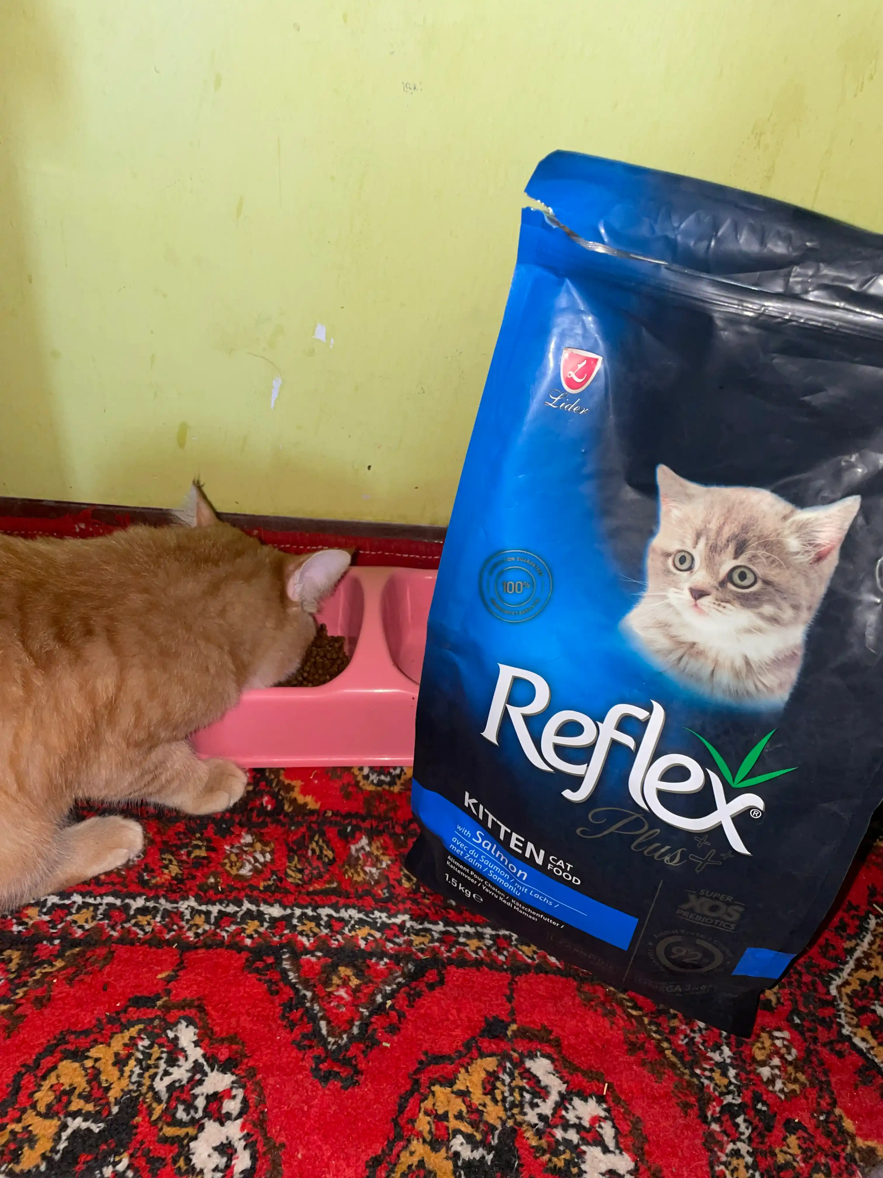 Reflex Plus Kitten Salmon quruq mushukchalarga moljallangan lososli ozuqa, 1.5 kg