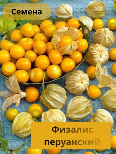 Семена Физалис перуанский – сладкий пушистый гигант — KALICOM-ФИЗЗАРД