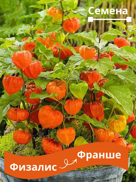 Физалис Франше (Physalis franchetii, alkekengi) - 