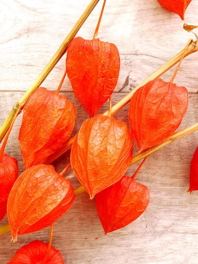 Физалис Франше (Physalis franchetii, alkekengi)