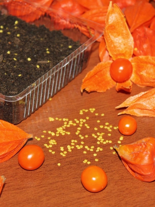 Физалис Франше (Physalis franchetii, alkekengi)