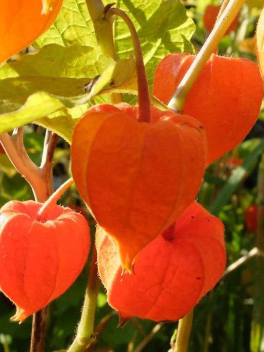 Физалис Франше (Physalis franchetii, alkekengi)