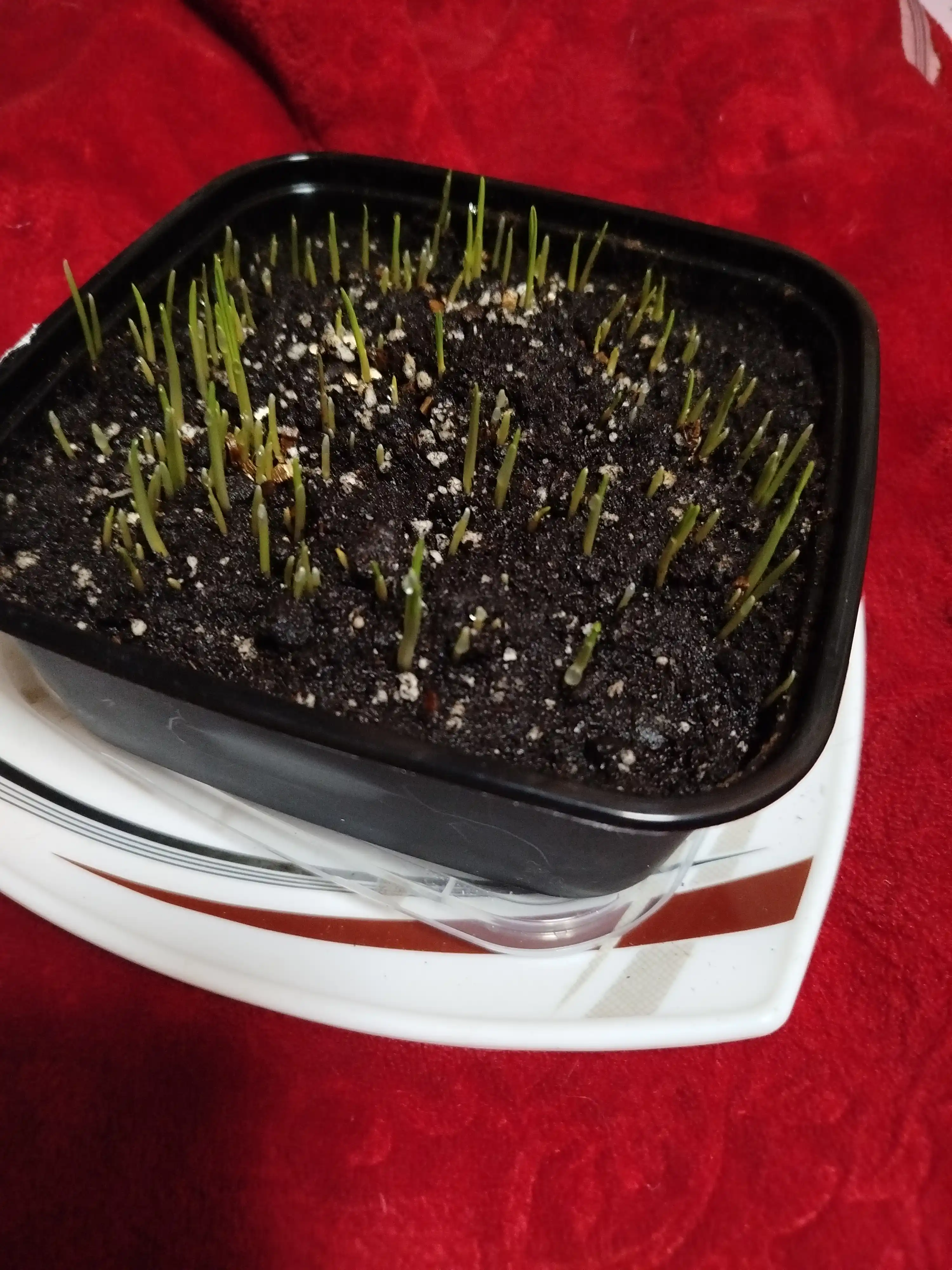 Smart Pets mushuk o'ti – yung g'uddalarini chiqaradi, ko'kat yetishtirish to‘plami, 130 g