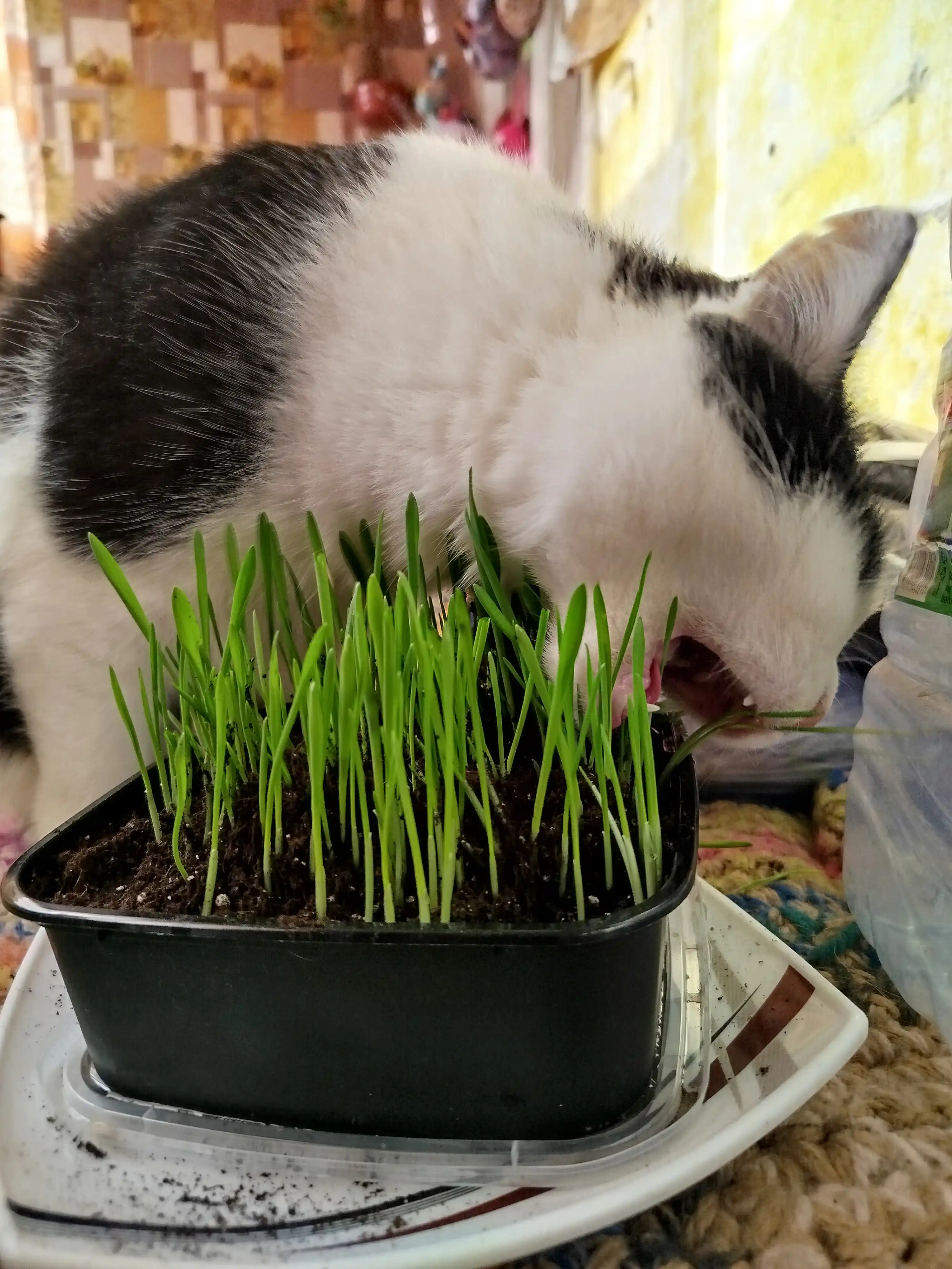 Smart Pets mushuk o'ti – yung g'uddalarini chiqaradi, ko'kat yetishtirish to‘plami, 130 g