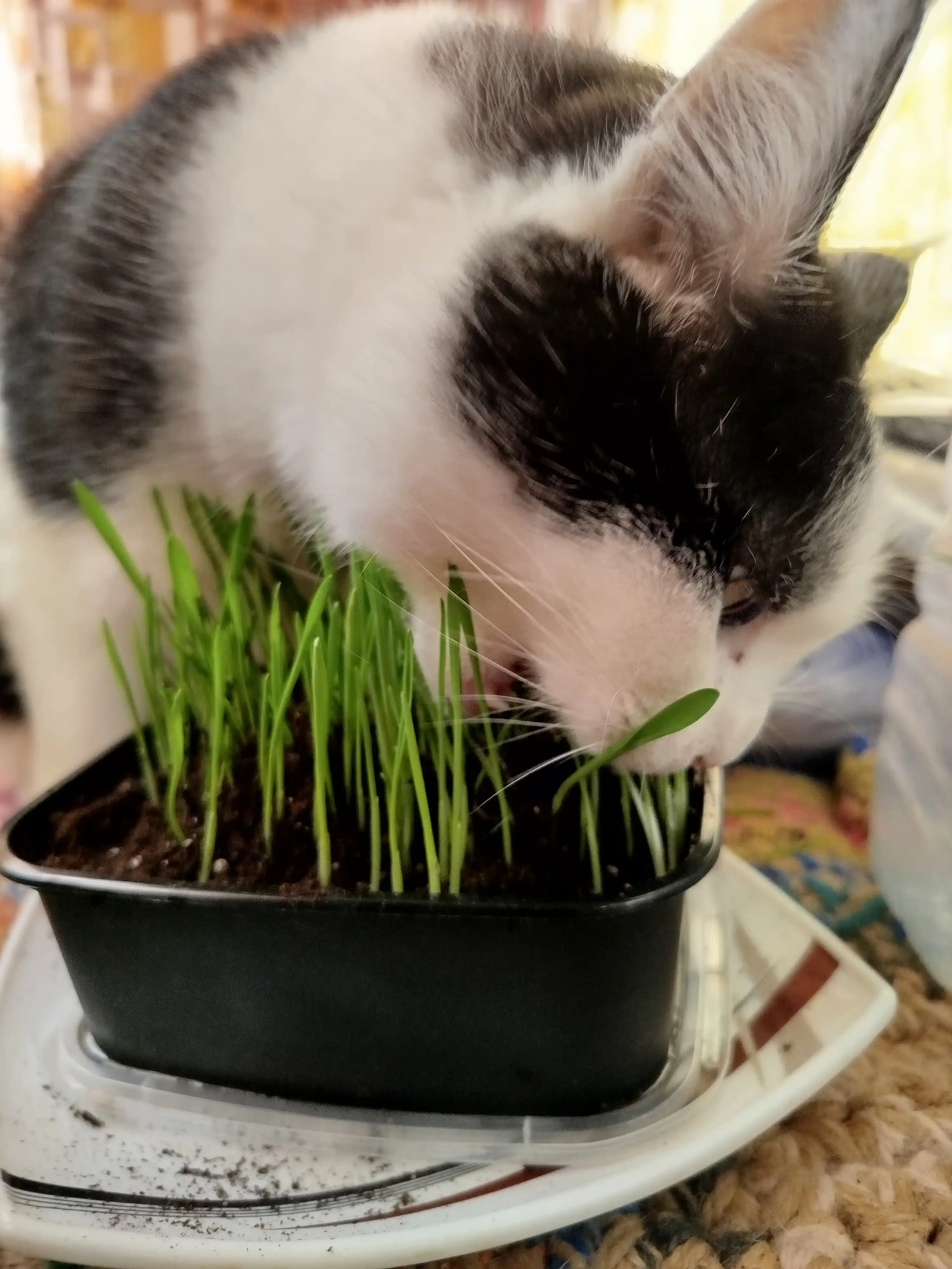Smart Pets mushuk o'ti – yung g'uddalarini chiqaradi, ko'kat yetishtirish to‘plami, 130 g