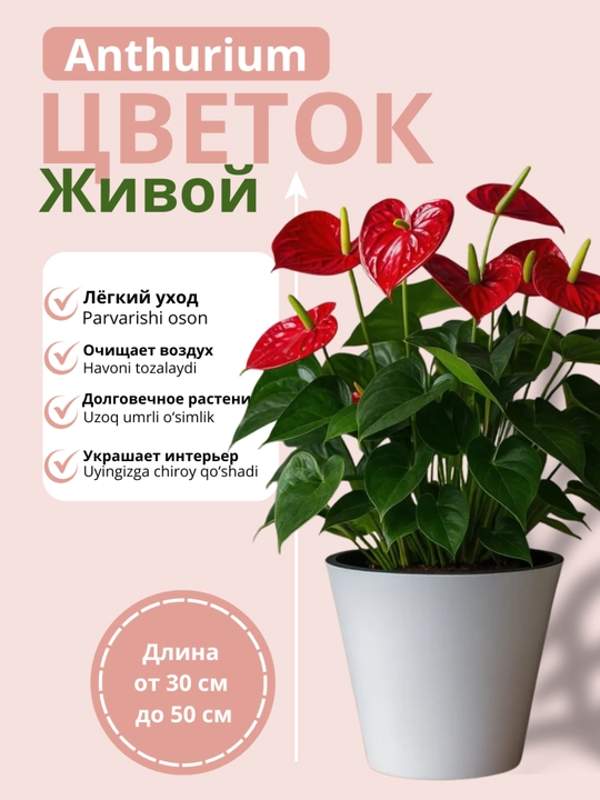 Живой цветок Антуриум – очищает воздух, неприхотливое комнатное растение - 