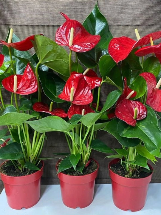 Tabiiy gullar Anthurium guli – havoni tozalovchi, parvarishi oson uy o‘simligi